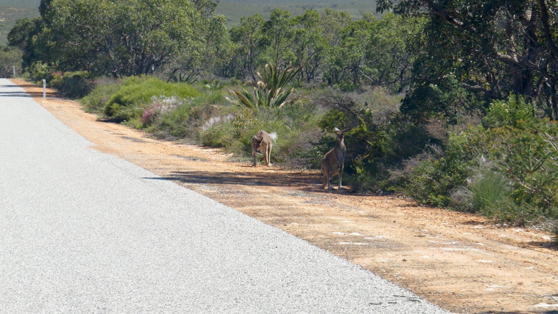 Kangaroos at Lesueur