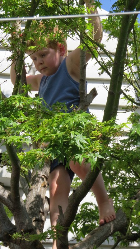 Elliot climbing the tree in the Nicks' garden