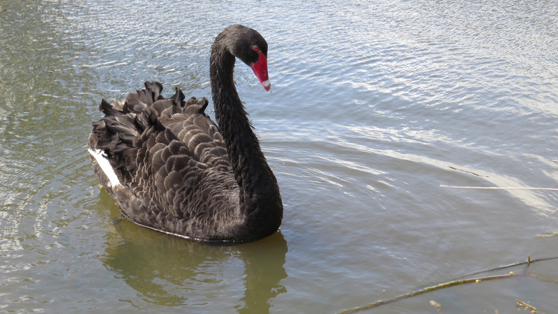 The black swan on the lake