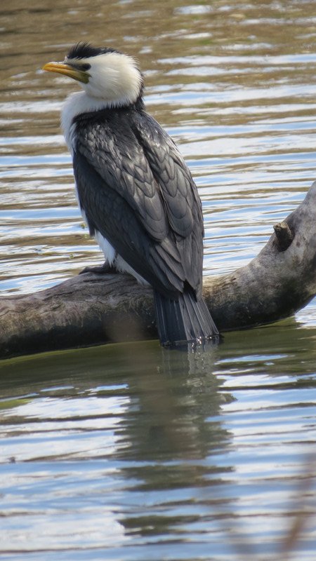 Cormorant at the park