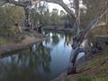 More old gums along the Campaspe River