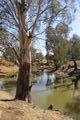 Lovely old gum trees with reflections 