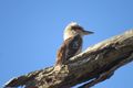 Kookaburra 