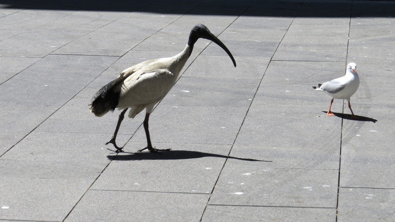 Ibis and sea gulls battling for food in City centre