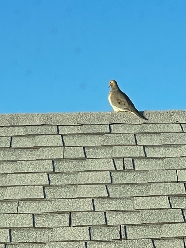 A Dove Next Door.