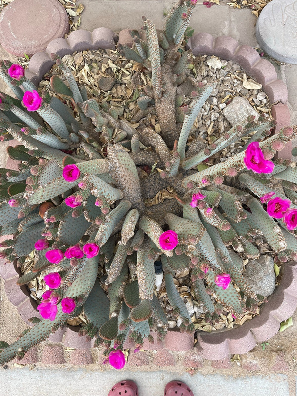 Cactus Flowers 1.