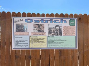 Ostrich15.