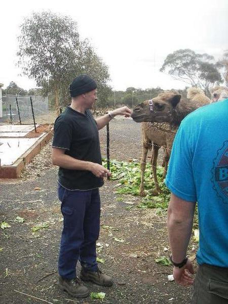 feeding the camels