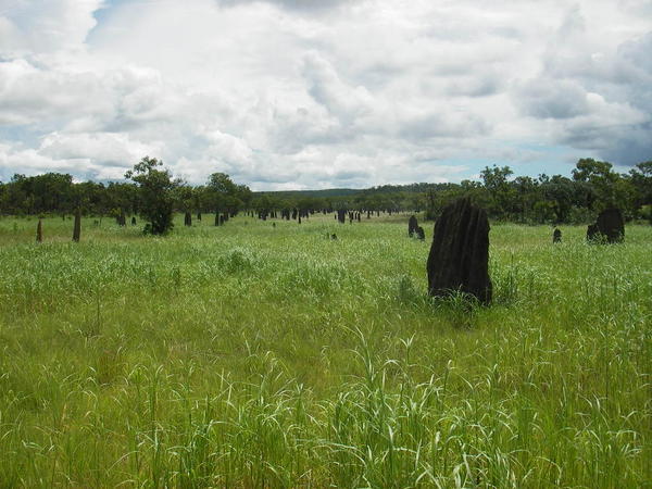 Termite field