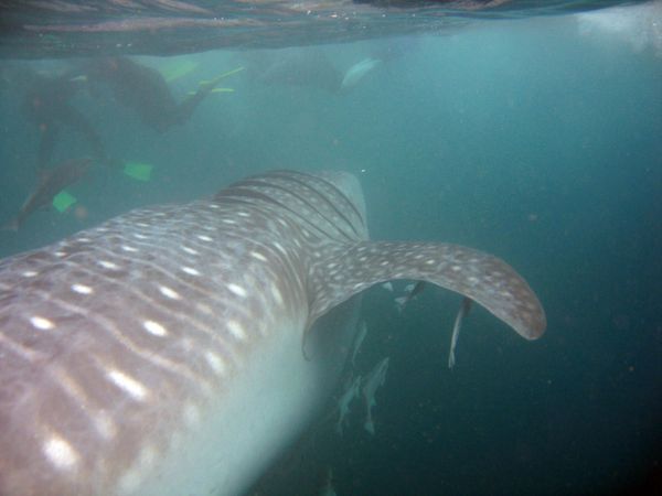 Whale Shark under the boat