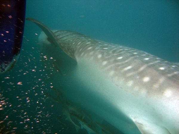 Whale Shark Roll