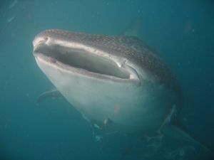 Whale Shark Frontal