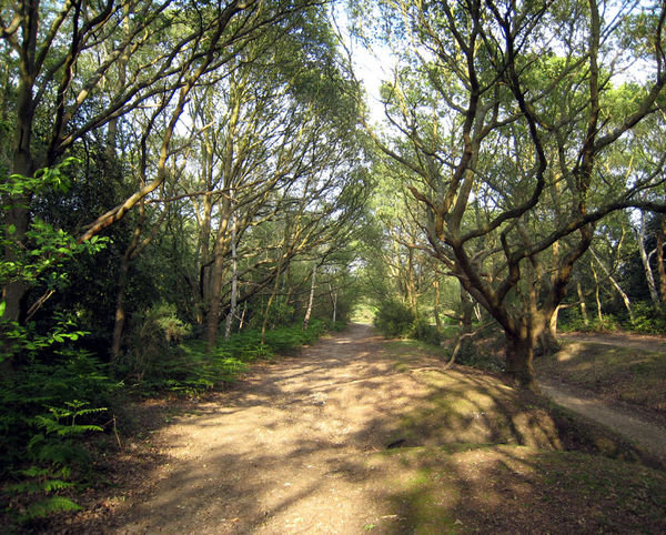 Richmond Park Trails