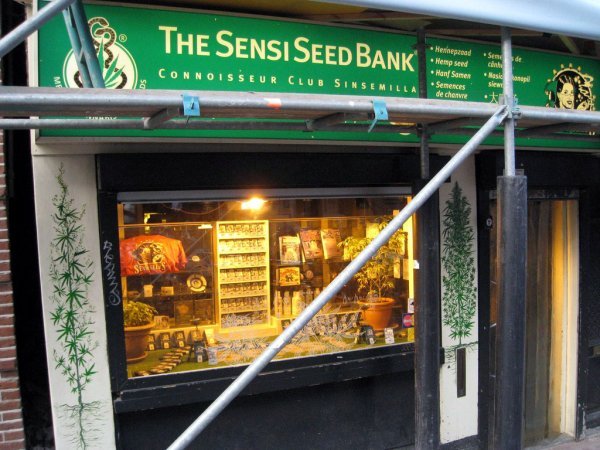 World Famous Sensi Seed Bank
