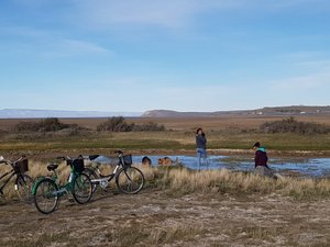 Cycling in El Calafate with our posse of stray dogs.