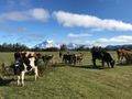 Cows at Rio Serrano