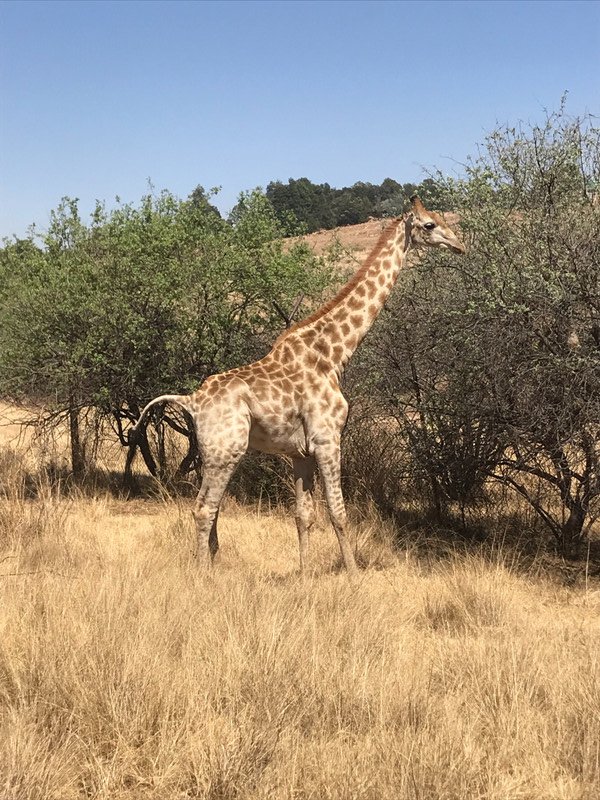 Giraffe spotting