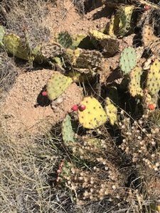 Cactus with red berries