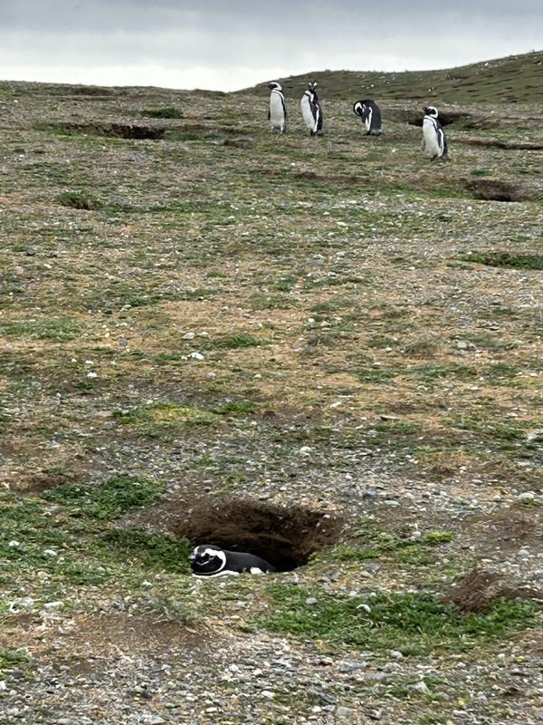 Penguin burrow