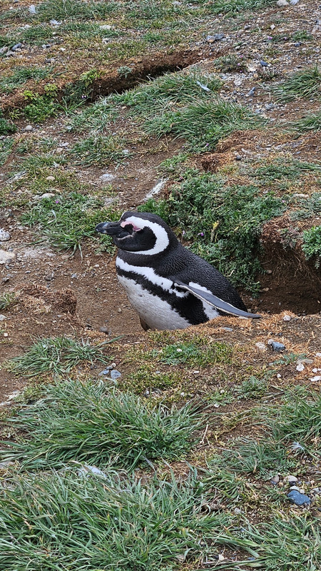 Penguin burrow 
