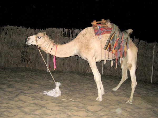 Poor Camel