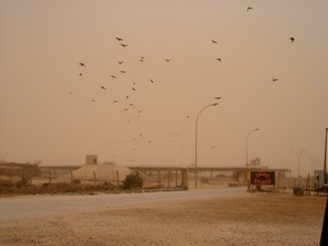 Dust storms are for the birds!