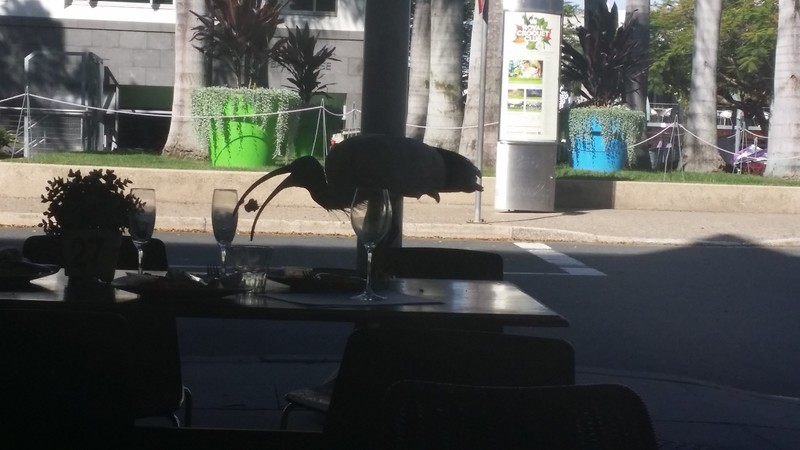 Ibis rocking lunch