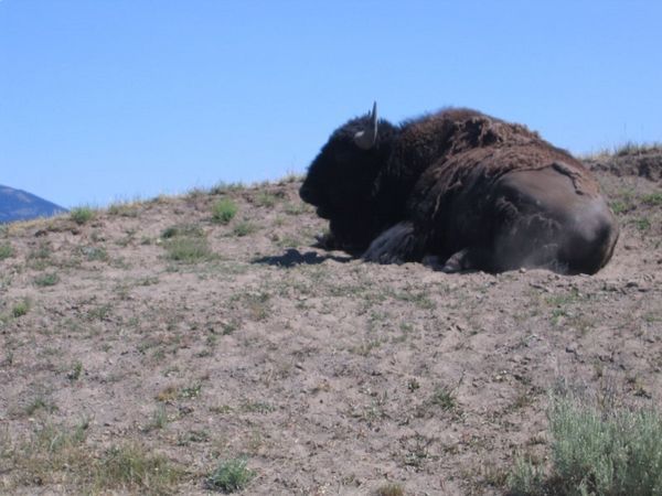 The obligatory buffalo shot
