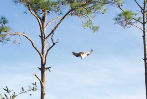 Osprey, grew tired of the audience