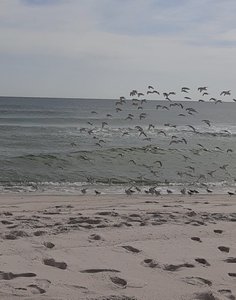 Sanderlings in flight