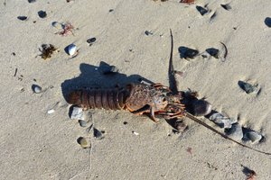 Claw-less Lobster