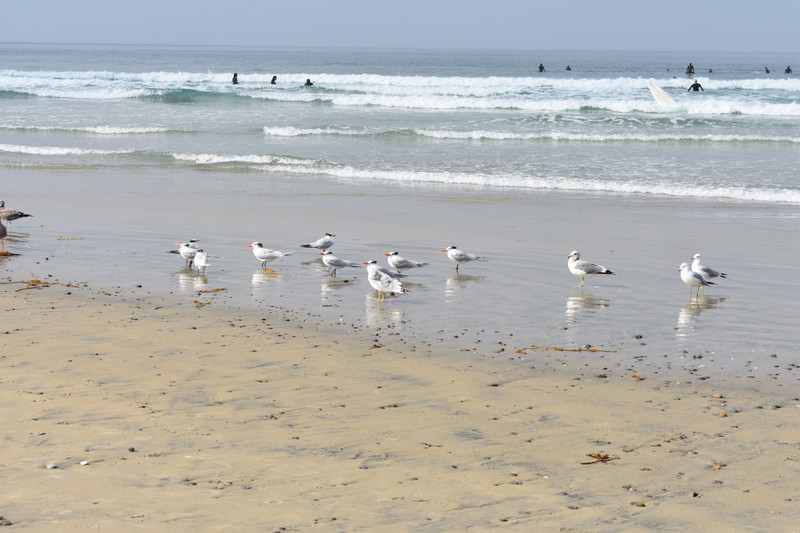 West Coast Sea Gulls