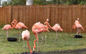 Flamingos were stamping the grass with their feet