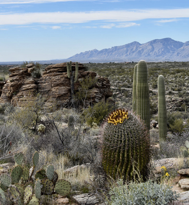 Desert Landscape on the trail