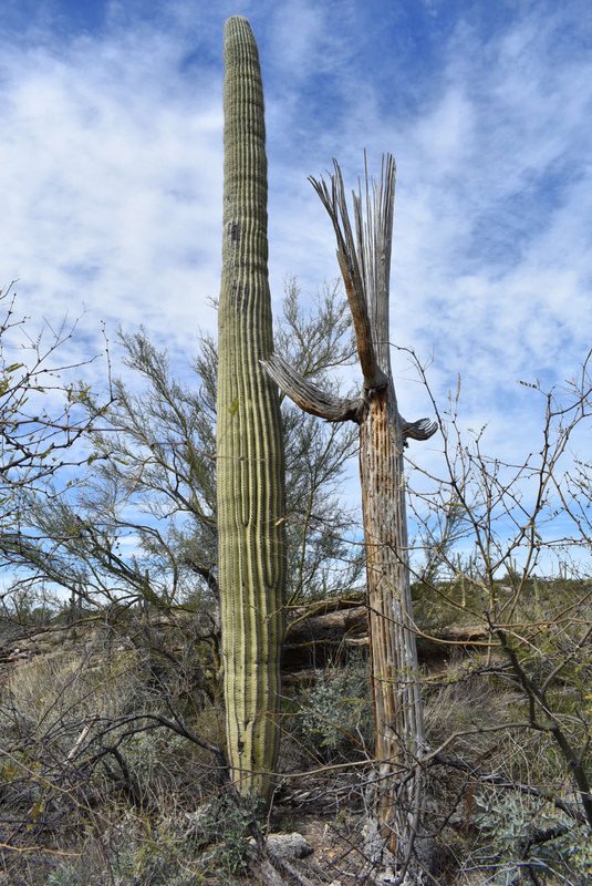 Saguaro and saguaro cactus