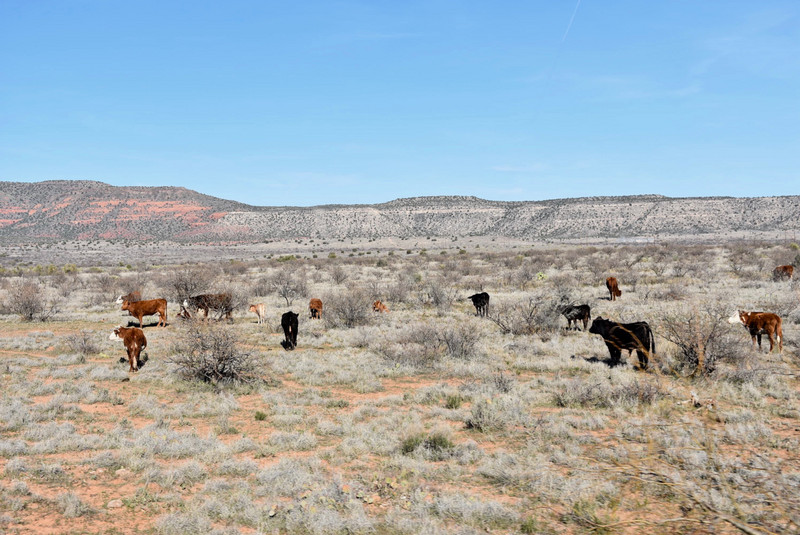 Canyon cattle lands