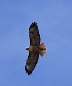 Hawk Flyover