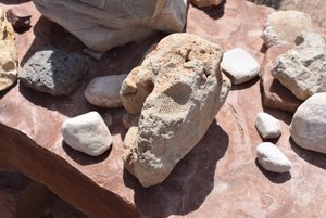 local fossils and varying types of rock
