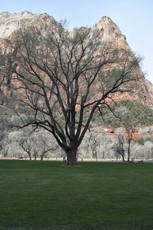 Zion Lodge Grounds