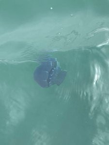 Beautiful Blue JellyFish