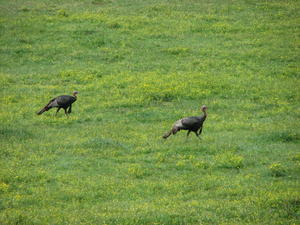 turkeys in a meadow