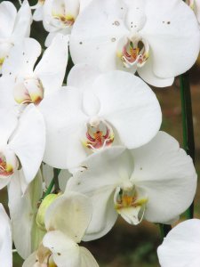 Whtie Orchids
