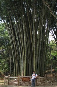 Giant Bamboos