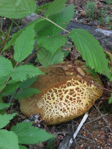 huge mushroom