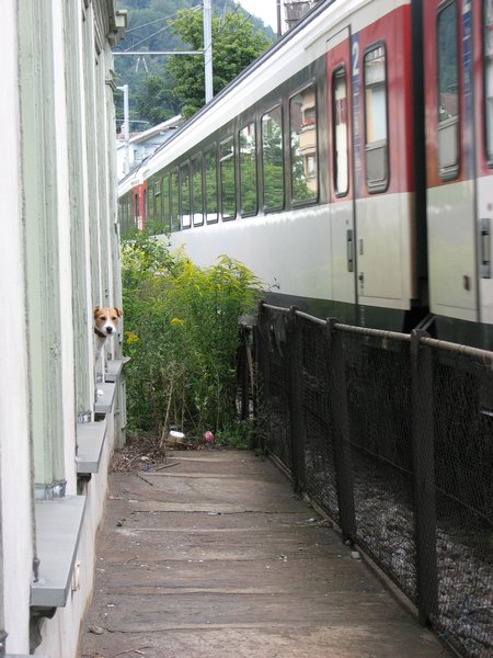 the dog probably gets used to seeing trains everyday