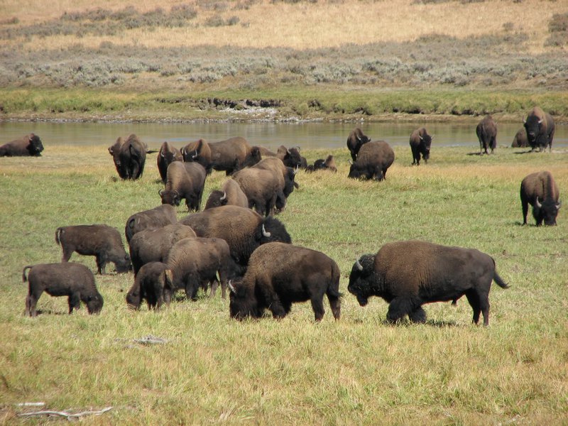 Groups of Bisons Roaming in Hayden Valley