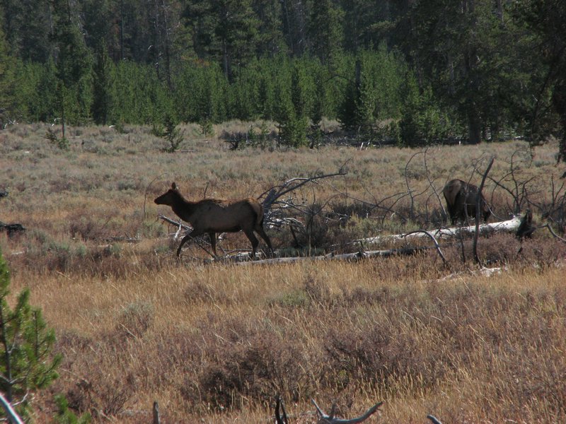 Male Elks in their feeding time