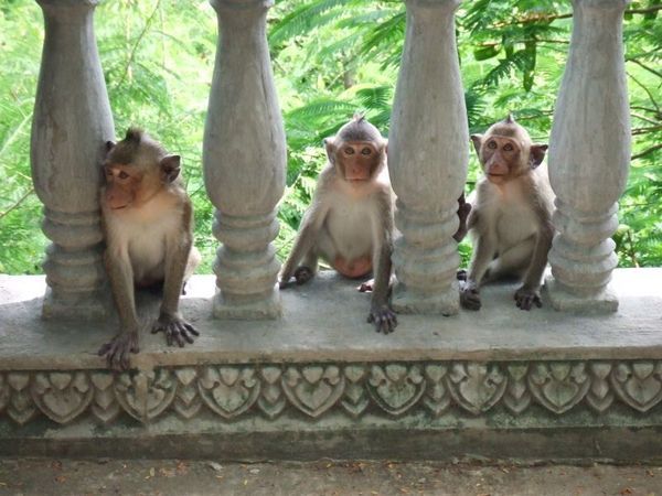 cheeky monkeys