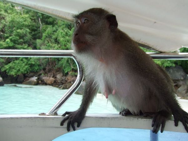The water was clearly too cold for this monkey.