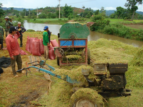 Working in the Rice Fields